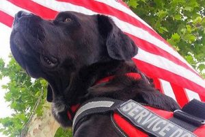 California Service Dogs: Laws & Access My Caring Dog – Tips, Stories, and Care Guides for Loving Pet Owners California Service Dogs: Laws & Access | My Caring Dog – Tips, Stories, and Care Guides for Loving Pet Owners