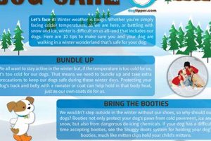 Ultimate Winter Dog Care Guide: Tips & Tricks My Caring Dog – Tips, Stories, and Care Guides for Loving Pet Owners Ultimate Winter Dog Care Guide: Tips & Tricks | My Caring Dog – Tips, Stories, and Care Guides for Loving Pet Owners