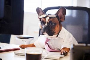 Top Work Dog Breeds for Cars My Caring Dog – Tips, Stories, and Care Guides for Loving Pet Owners Top Work Dog Breeds for Cars | My Caring Dog – Tips, Stories, and Care Guides for Loving Pet Owners