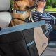 Best Dog Car Seats: Do Dogs Need Them? | My Caring Dog – Tips, Stories, and Care Guides for Loving Pet Owners