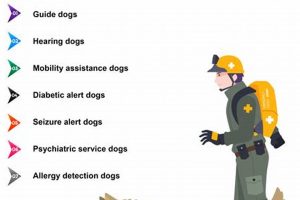 Different Service Dog Types & Their Roles My Caring Dog – Tips, Stories, and Care Guides for Loving Pet Owners Different Service Dog Types & Their Roles | My Caring Dog – Tips, Stories, and Care Guides for Loving Pet Owners