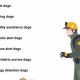 Different Service Dog Types & Their Roles | My Caring Dog – Tips, Stories, and Care Guides for Loving Pet Owners