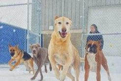 Best Dog Day Care in Lexington KY: Top Choices My Caring Dog – Tips, Stories, and Care Guides for Loving Pet Owners Best Dog Day Care in Lexington KY: Top Choices | My Caring Dog – Tips, Stories, and Care Guides for Loving Pet Owners