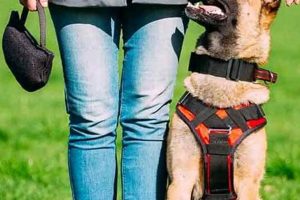 K9 Trainer Near Me My Caring Dog – Tips, Stories, and Care Guides for Loving Pet Owners K9 Trainer Near Me | My Caring Dog – Tips, Stories, and Care Guides for Loving Pet Owners