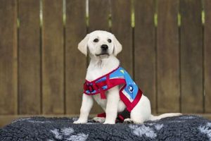 Service Dog Qualification My Caring Dog – Tips, Stories, and Care Guides for Loving Pet Owners Service Dog Qualification | My Caring Dog – Tips, Stories, and Care Guides for Loving Pet Owners