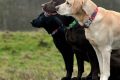 Best Service Dog Training for Your Car Dog My Caring Dog – Tips, Stories, and Care Guides for Loving Pet Owners Best Service Dog Training for Your Car Dog | My Caring Dog – Tips, Stories, and Care Guides for Loving Pet Owners