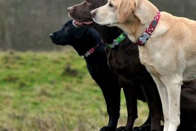 Best Service Dog Training for Your Car Dog My Caring Dog – Tips, Stories, and Care Guides for Loving Pet Owners Best Service Dog Training for Your Car Dog | My Caring Dog – Tips, Stories, and Care Guides for Loving Pet Owners