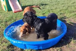 Top Dog Day Care in Bristol: Best Centers My Caring Dog – Tips, Stories, and Care Guides for Loving Pet Owners Top Dog Day Care in Bristol: Best Centers | My Caring Dog – Tips, Stories, and Care Guides for Loving Pet Owners