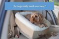 Best Dog Car Seats: Do Dogs Need One & Why? My Caring Dog – Tips, Stories, and Care Guides for Loving Pet Owners Best Dog Car Seats: Do Dogs Need One & Why? | My Caring Dog – Tips, Stories, and Care Guides for Loving Pet Owners