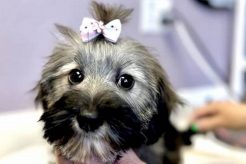 Top Dog Day Care in New Port Richey, FL My Caring Dog – Tips, Stories, and Care Guides for Loving Pet Owners Top Dog Day Care in New Port Richey, FL | My Caring Dog – Tips, Stories, and Care Guides for Loving Pet Owners