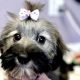 Top Dog Day Care in New Port Richey, FL | My Caring Dog – Tips, Stories, and Care Guides for Loving Pet Owners