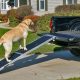 Best Dog Car Ramp | My Caring Dog – Tips, Stories, and Care Guides for Loving Pet Owners