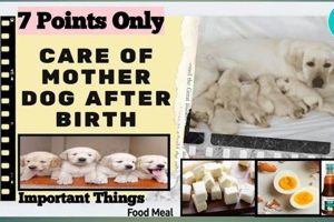 Newborn Puppy Care: Post-Birth Dog Mom Guide My Caring Dog – Tips, Stories, and Care Guides for Loving Pet Owners Newborn Puppy Care: Post-Birth Dog Mom Guide | My Caring Dog – Tips, Stories, and Care Guides for Loving Pet Owners
