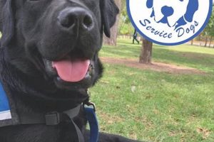 Best Service Dogs in Las Vegas, NV: Your Guide My Caring Dog – Tips, Stories, and Care Guides for Loving Pet Owners Best Service Dogs in Las Vegas, NV: Your Guide | My Caring Dog – Tips, Stories, and Care Guides for Loving Pet Owners