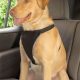 Best Car Safety Harnesses for Large Dogs | My Caring Dog – Tips, Stories, and Care Guides for Loving Pet Owners