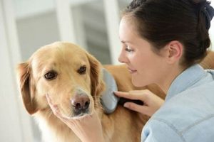 Essential Dog and Pet Care Tips & Guide My Caring Dog – Tips, Stories, and Care Guides for Loving Pet Owners Essential Dog and Pet Care Tips & Guide | My Caring Dog – Tips, Stories, and Care Guides for Loving Pet Owners