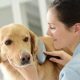 Essential Dog and Pet Care Tips & Guide | My Caring Dog – Tips, Stories, and Care Guides for Loving Pet Owners