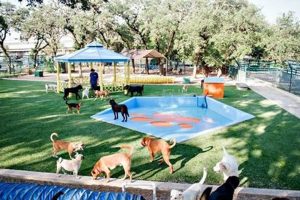 Top Dog Day Care in San Antonio TX My Caring Dog – Tips, Stories, and Care Guides for Loving Pet Owners Top Dog Day Care in San Antonio TX | My Caring Dog – Tips, Stories, and Care Guides for Loving Pet Owners