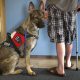What is a Service Dog? A Comprehensive Guide | My Caring Dog – Tips, Stories, and Care Guides for Loving Pet Owners