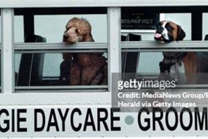 Dog Day Care Shuttle My Caring Dog – Tips, Stories, and Care Guides for Loving Pet Owners Dog Day Care Shuttle | My Caring Dog – Tips, Stories, and Care Guides for Loving Pet Owners