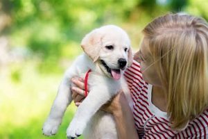 Service Dog Puppy Raising Near Me My Caring Dog – Tips, Stories, and Care Guides for Loving Pet Owners Service Dog Puppy Raising Near Me | My Caring Dog – Tips, Stories, and Care Guides for Loving Pet Owners