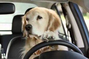 Best Dog Car Commercials: Heartwarming & Funny My Caring Dog – Tips, Stories, and Care Guides for Loving Pet Owners Best Dog Car Commercials: Heartwarming & Funny | My Caring Dog – Tips, Stories, and Care Guides for Loving Pet Owners