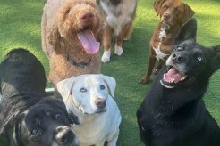 Top Dog Day Care in Charlotte, NC: Find the Best My Caring Dog – Tips, Stories, and Care Guides for Loving Pet Owners Top Dog Day Care in Charlotte, NC: Find the Best | My Caring Dog – Tips, Stories, and Care Guides for Loving Pet Owners