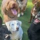 Top Dog Day Care in Charlotte, NC: Find the Best | My Caring Dog – Tips, Stories, and Care Guides for Loving Pet Owners