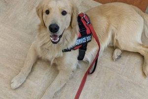 Best Psychiatric Service Dogs: Ultimate Guide My Caring Dog – Tips, Stories, and Care Guides for Loving Pet Owners Best Psychiatric Service Dogs: Ultimate Guide | My Caring Dog – Tips, Stories, and Care Guides for Loving Pet Owners