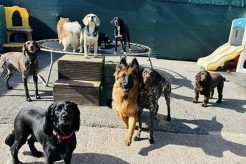 Best Dog Day Care in Liverpool | Top Kennels My Caring Dog – Tips, Stories, and Care Guides for Loving Pet Owners Best Dog Day Care in Liverpool | Top Kennels | My Caring Dog – Tips, Stories, and Care Guides for Loving Pet Owners