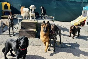 Best Dog Day Care in Liverpool | Top Kennels My Caring Dog – Tips, Stories, and Care Guides for Loving Pet Owners Best Dog Day Care in Liverpool | Top Kennels | My Caring Dog – Tips, Stories, and Care Guides for Loving Pet Owners