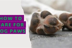 How To Care For Dogs Paws My Caring Dog – Tips, Stories, and Care Guides for Loving Pet Owners How To Care For Dogs Paws | My Caring Dog – Tips, Stories, and Care Guides for Loving Pet Owners