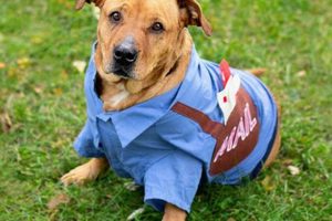 Evanston Il Animal Shelter My Caring Dog – Tips, Stories, and Care Guides for Loving Pet Owners Evanston Il Animal Shelter | My Caring Dog – Tips, Stories, and Care Guides for Loving Pet Owners