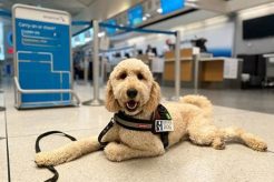 Complete Service Dog Puppy Training Guide My Caring Dog – Tips, Stories, and Care Guides for Loving Pet Owners Complete Service Dog Puppy Training Guide | My Caring Dog – Tips, Stories, and Care Guides for Loving Pet Owners