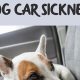 Top Dog Car Sickness Home Remedies &amp; Tips | My Caring Dog – Tips, Stories, and Care Guides for Loving Pet Owners