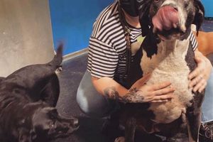 Top Dog Day Care in Portland, Oregon My Caring Dog – Tips, Stories, and Care Guides for Loving Pet Owners Top Dog Day Care in Portland, Oregon | My Caring Dog – Tips, Stories, and Care Guides for Loving Pet Owners
