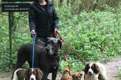 Best Dog Walking Day Care | Top Services My Caring Dog – Tips, Stories, and Care Guides for Loving Pet Owners Best Dog Walking Day Care | Top Services | My Caring Dog – Tips, Stories, and Care Guides for Loving Pet Owners