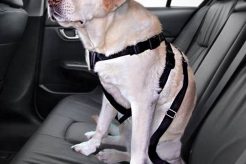 Dog Car Safety: Harnesses & More My Caring Dog – Tips, Stories, and Care Guides for Loving Pet Owners Dog Car Safety: Harnesses & More | My Caring Dog – Tips, Stories, and Care Guides for Loving Pet Owners