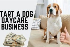 Start a Dog Day Care at Home: Your Guide My Caring Dog – Tips, Stories, and Care Guides for Loving Pet Owners Start a Dog Day Care at Home: Your Guide | My Caring Dog – Tips, Stories, and Care Guides for Loving Pet Owners
