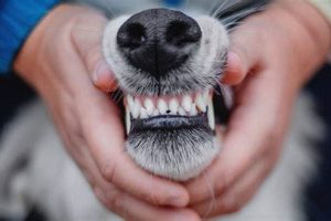Affordable Dog Dental Care Near You My Caring Dog – Tips, Stories, and Care Guides for Loving Pet Owners Affordable Dog Dental Care Near You | My Caring Dog – Tips, Stories, and Care Guides for Loving Pet Owners