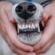 Affordable Dog Dental Care Near You | My Caring Dog – Tips, Stories, and Care Guides for Loving Pet Owners