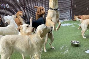 Best Dog Day Care in Columbus, Ohio: Top Picks My Caring Dog – Tips, Stories, and Care Guides for Loving Pet Owners Best Dog Day Care in Columbus, Ohio: Top Picks | My Caring Dog – Tips, Stories, and Care Guides for Loving Pet Owners