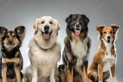 Elite Dog Team Field Training & Exercises My Caring Dog – Tips, Stories, and Care Guides for Loving Pet Owners Elite Dog Team Field Training & Exercises | My Caring Dog – Tips, Stories, and Care Guides for Loving Pet Owners