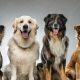 Elite Dog Team Field Training & Exercises | My Caring Dog – Tips, Stories, and Care Guides for Loving Pet Owners