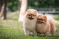 Adopt Free Puppies in Columbus, GA Today! My Caring Dog – Tips, Stories, and Care Guides for Loving Pet Owners Adopt Free Puppies in Columbus, GA Today! | My Caring Dog – Tips, Stories, and Care Guides for Loving Pet Owners