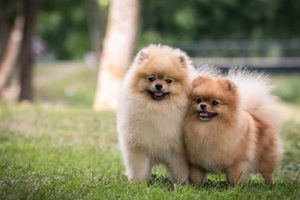 Adopt Free Puppies in Columbus, GA Today! My Caring Dog – Tips, Stories, and Care Guides for Loving Pet Owners Adopt Free Puppies in Columbus, GA Today! | My Caring Dog – Tips, Stories, and Care Guides for Loving Pet Owners