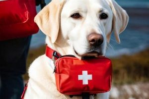 Rescue a Retired Service Dog: Give a Hero a Home My Caring Dog – Tips, Stories, and Care Guides for Loving Pet Owners Rescue a Retired Service Dog: Give a Hero a Home | My Caring Dog – Tips, Stories, and Care Guides for Loving Pet Owners
