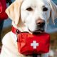 Rescue a Retired Service Dog: Give a Hero a Home | My Caring Dog – Tips, Stories, and Care Guides for Loving Pet Owners