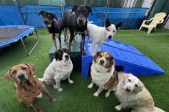 Best Beach Dog Day Care | Pampered Paws My Caring Dog – Tips, Stories, and Care Guides for Loving Pet Owners Best Beach Dog Day Care | Pampered Paws | My Caring Dog – Tips, Stories, and Care Guides for Loving Pet Owners