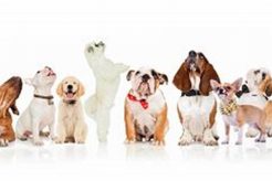Best Dog Day Care in Santa Rosa, CA My Caring Dog – Tips, Stories, and Care Guides for Loving Pet Owners Best Dog Day Care in Santa Rosa, CA | My Caring Dog – Tips, Stories, and Care Guides for Loving Pet Owners